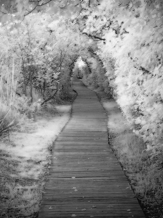 0763 Boardwalk to Eternity  Photograph by Chris Maher