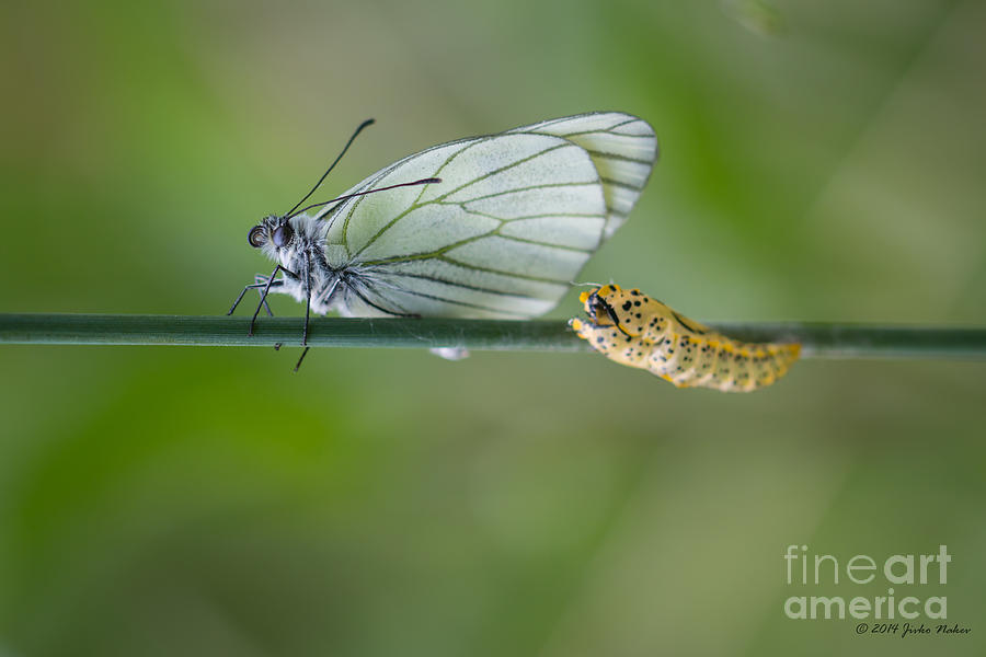 08 Black-veined White Butterfly Photograph by Jivko Nakev