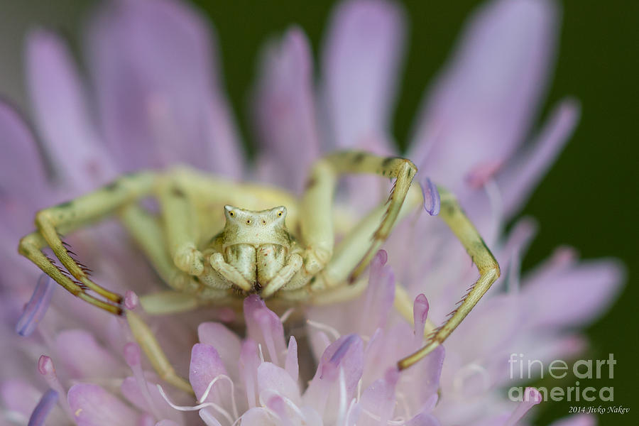 08 Flower Crab Spider Photograph by Jivko Nakev