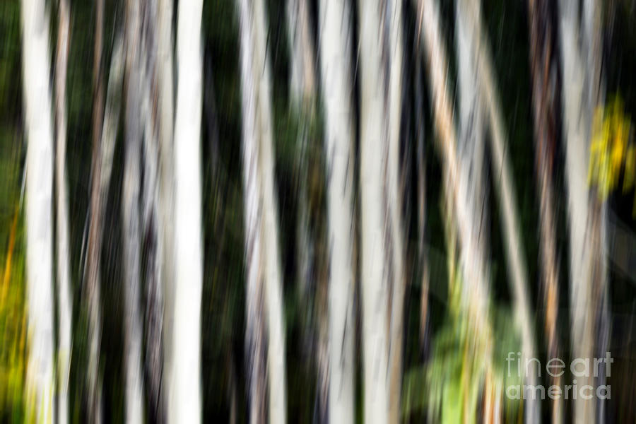 0897 Aspen abstract Photograph by Steve Sturgill