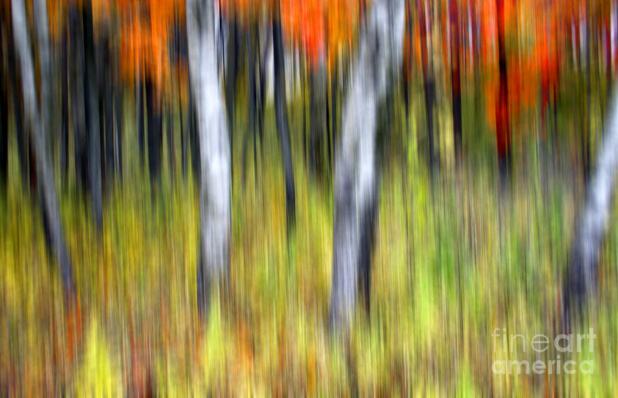 0898 Fall Color Abstract Photograph by Steve Sturgill