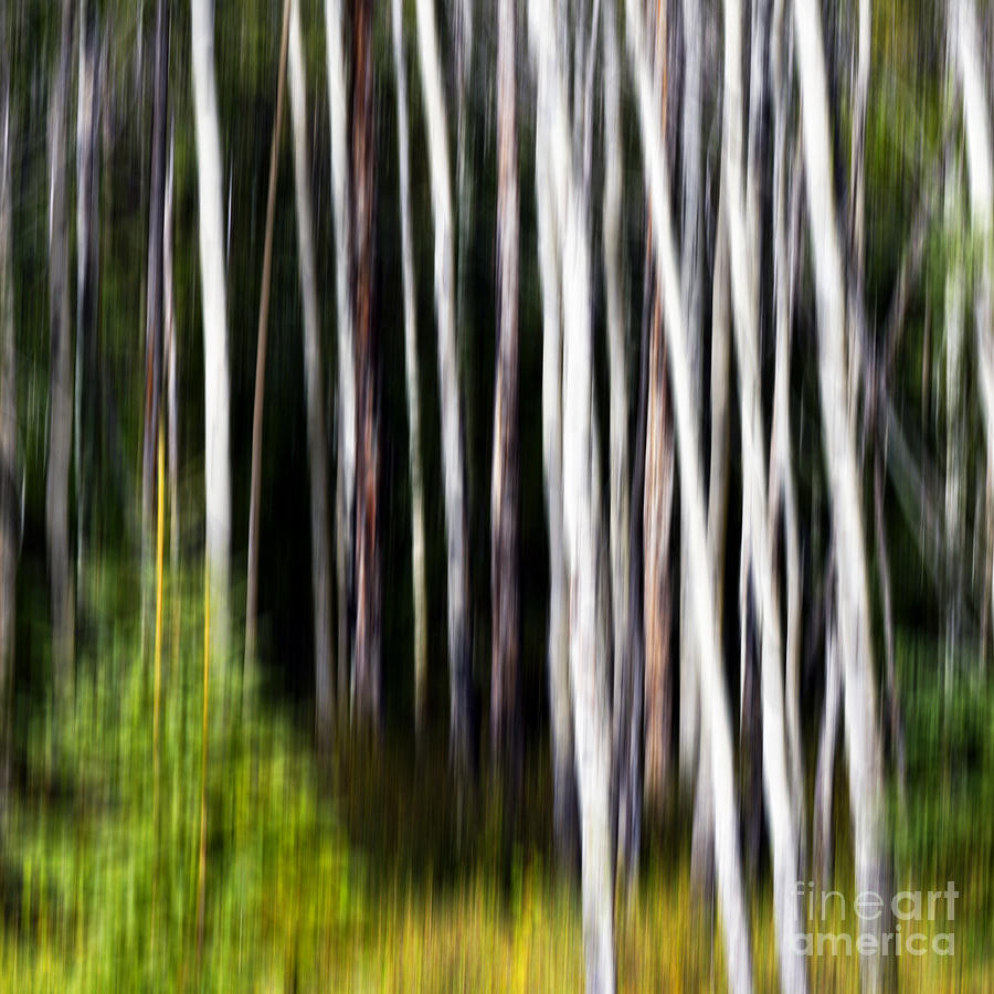 0896 Aspen Abstract 2 Photograph by Steve Sturgill