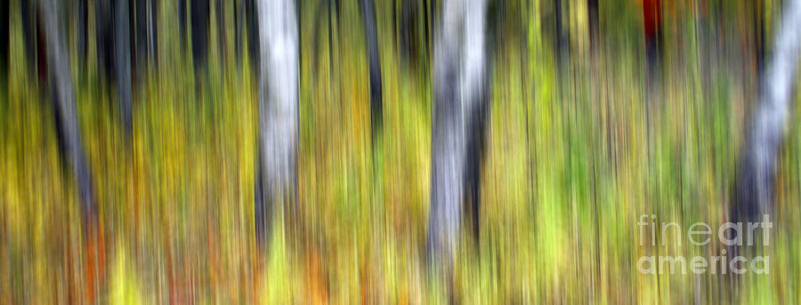 0900 Fall Color Abstract Photograph by Steve Sturgill