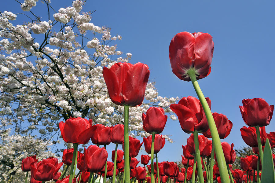 Red Tulips and Japanese Cherry Tree Photograph by Arterra Picture Library
