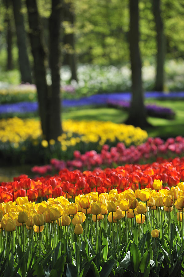 Colorful Tulips at Keukenhof Photograph by Arterra Picture Library