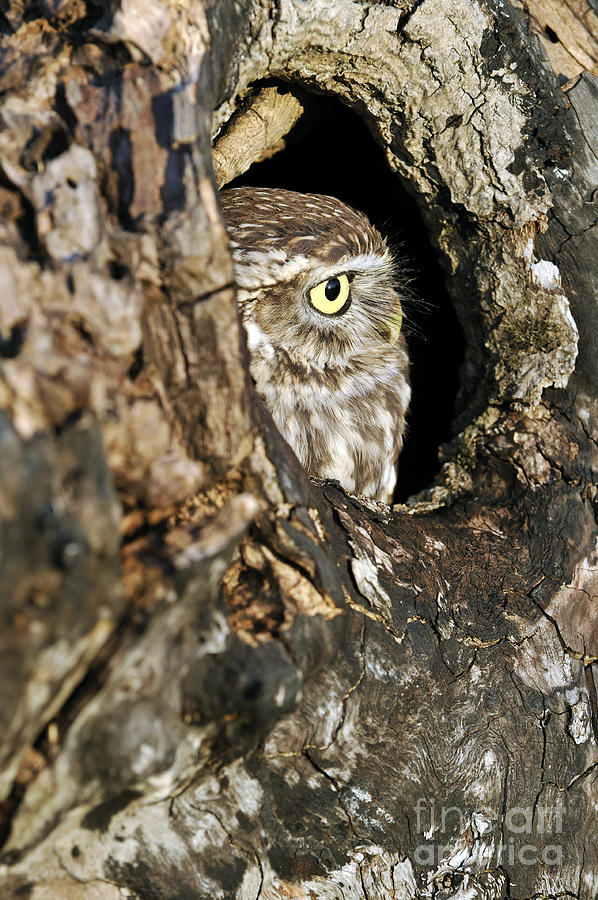 Owl Photograph - 090811p325 by Arterra Picture Library