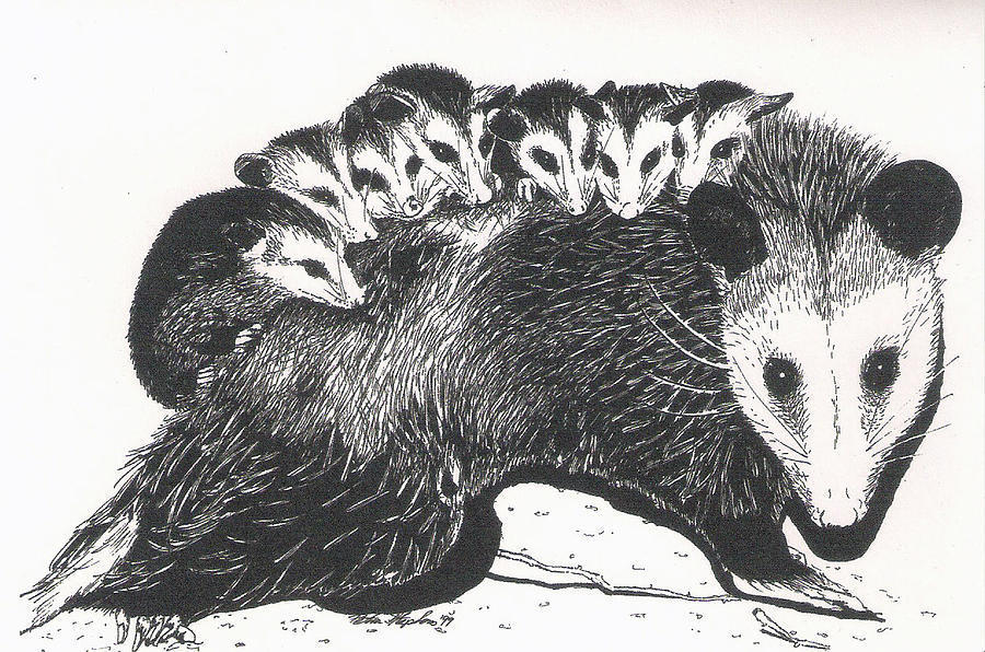0possum Drawing by Petra Stephens