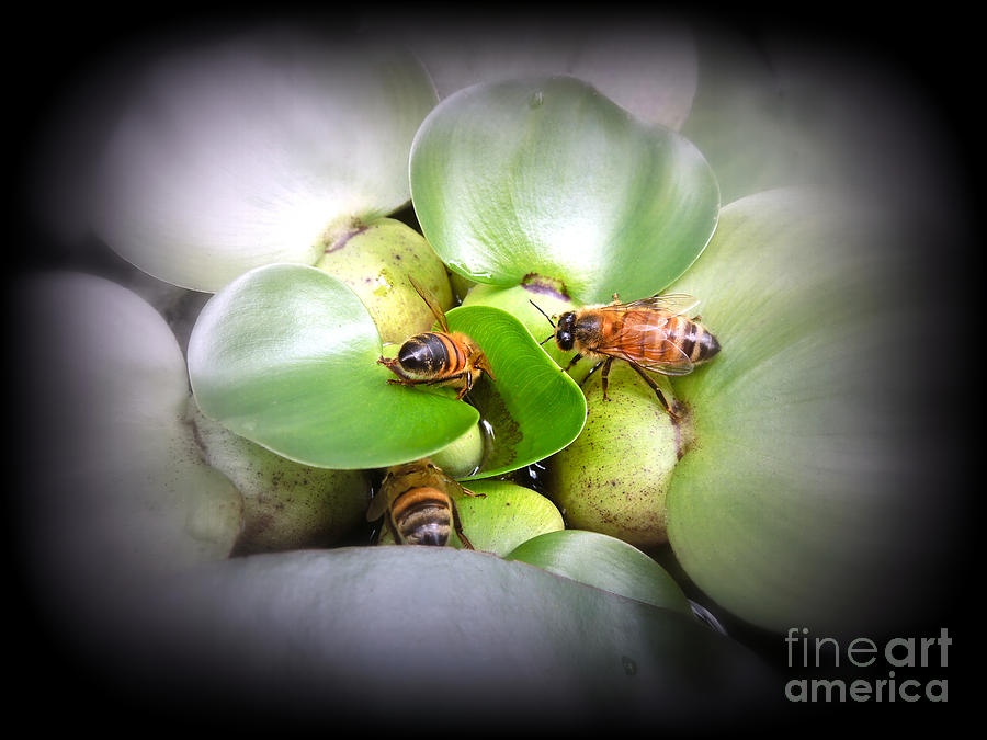 1 . 2 . 3 . Honeybees Photograph by Renee Trenholm