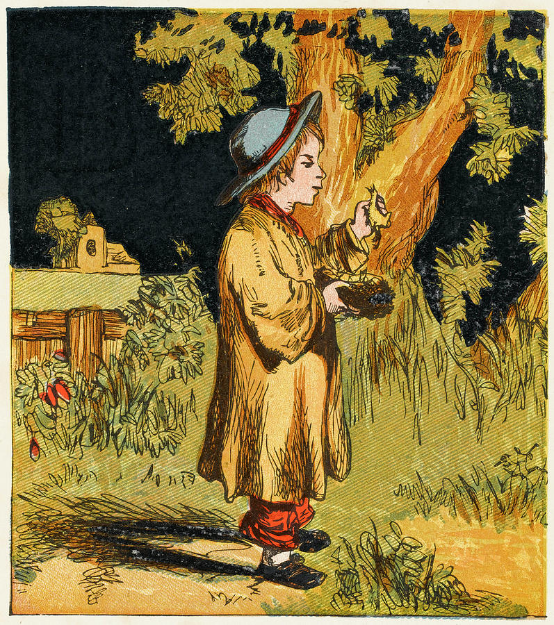 A Victorian Boy With A Nest Drawing by Mary Evans Picture Library