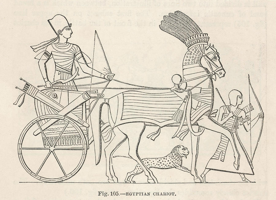 Ancient Egyptian Chariot Date Drawing by Mary Evans Picture Library ...