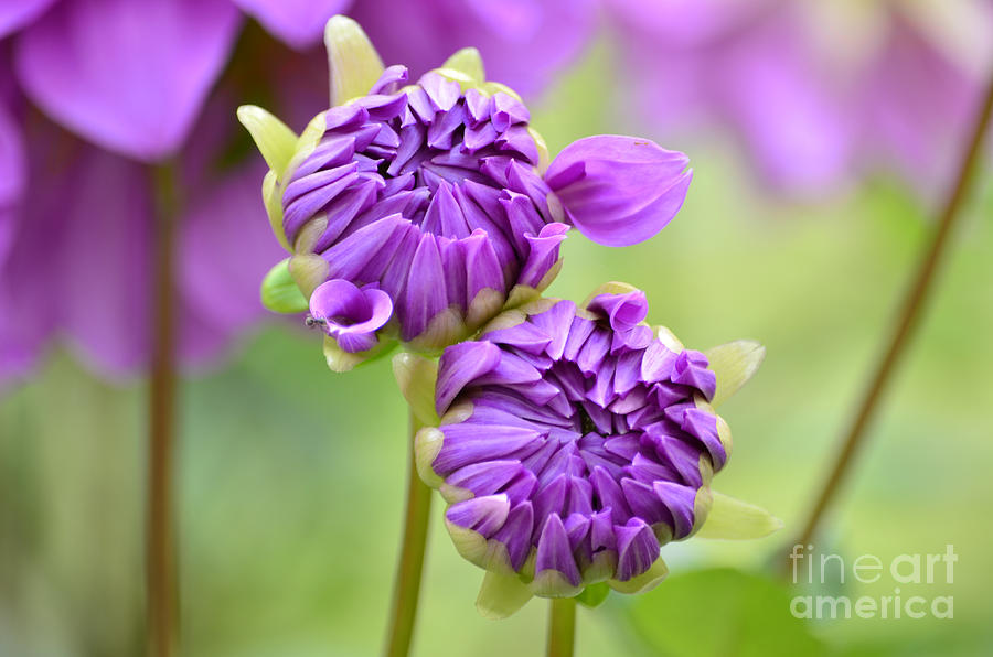 Beautiful Dahlia Photograph By Pajaree Khongyaem 