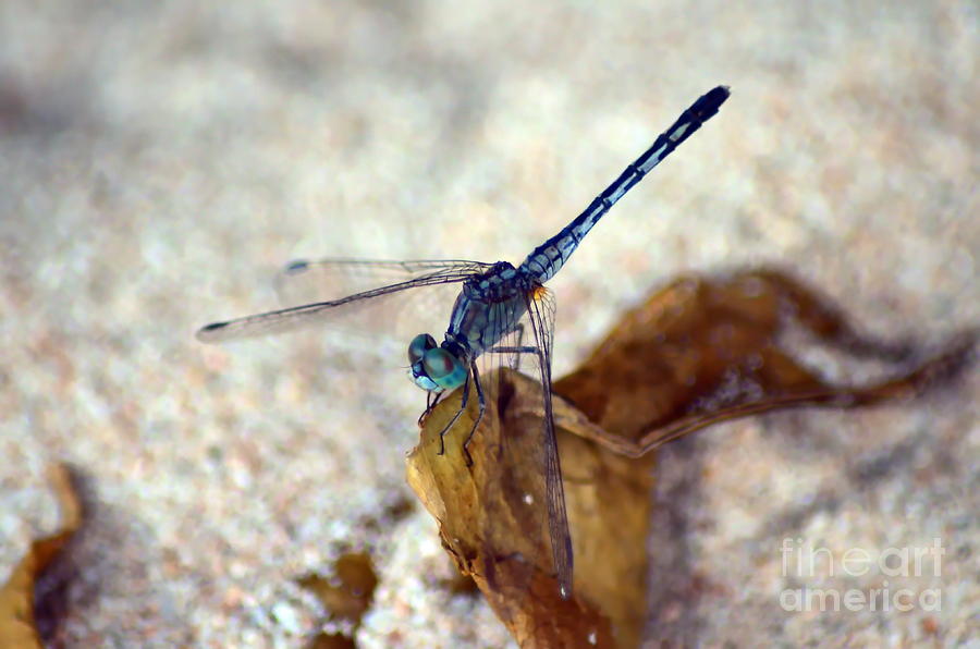 Nature Photograph -  Blue Dragonfly #1 by Michelle Meenawong