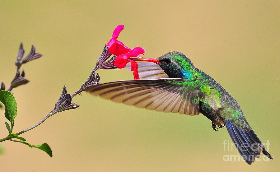 Hummingbird Photograph -  Broad-billed Hummingbird #1 by Alain Martens