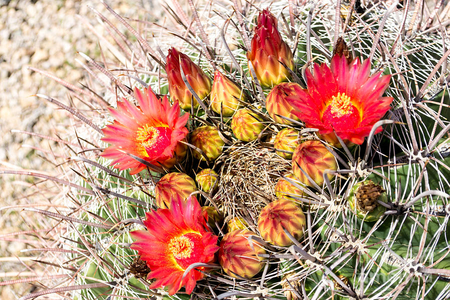  Candy Barrel Cactus #1 Photograph by Beverly Guilliams