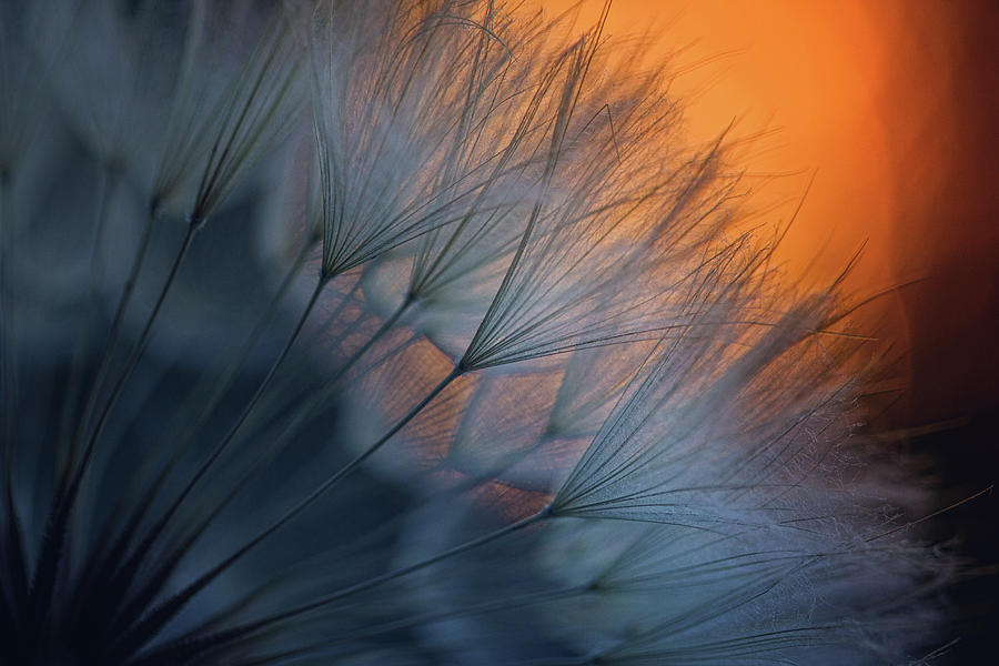 Feather Photograph - ///<*... #1 by Dimitar Lazarov -