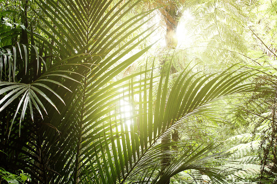 Nature Photograph -  Jungle light #1 by Les Cunliffe