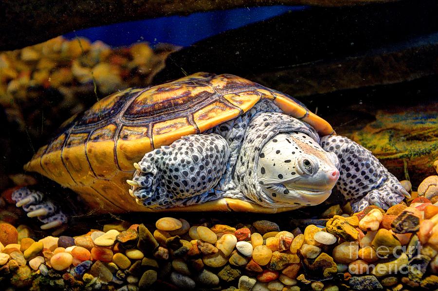  Sea Turtle #3 Photograph by Savannah Gibbs