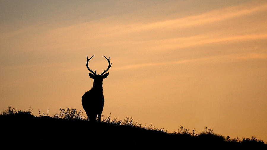   Stag silhouette #1 Photograph by Gavin Macrae