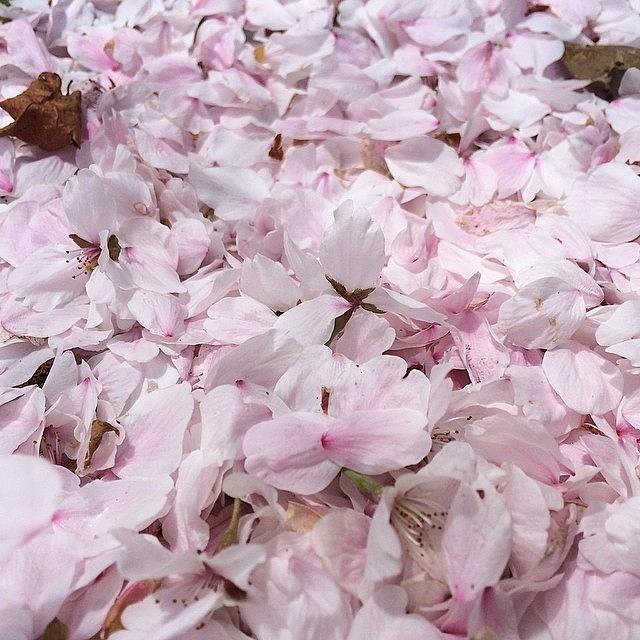 Cherryblossom Photograph - 片隅に積もった桜の花びらも #1 by Tomohiro TAMIMORI
