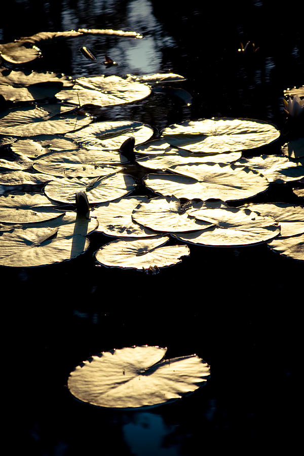  Water lily leaves #1 Photograph by Raimond Klavins