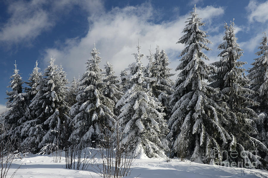 Winter Photograph -  Winter Forest #1 by Karin Stein