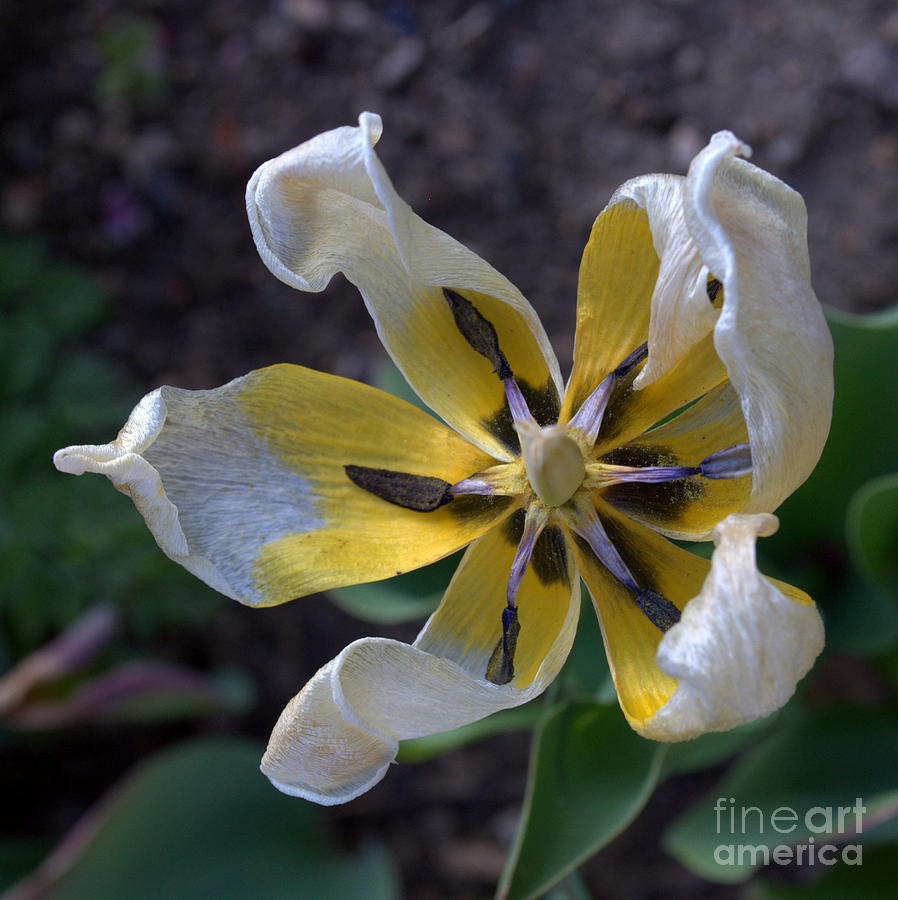 Spring Photograph - 1 #2 by Anjanette Douglas