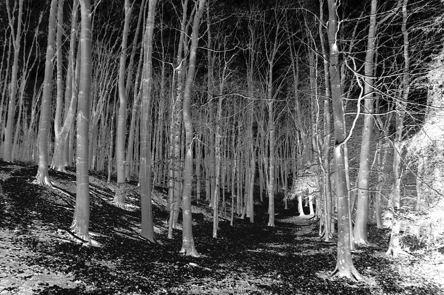 100 ACRE wood #2 Photograph by Clive Beake