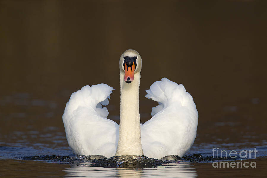 Graceful Swan Photograph by Arterra Picture Library