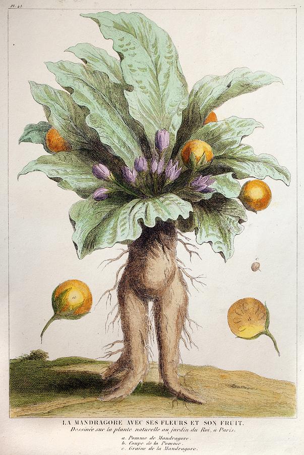 1725 1844 Living Mandrake Plant Photograph by Paul D Stewart