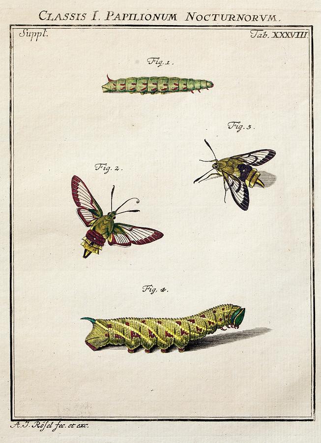 1744 Roesel Von Rosenhof Bee Hawk Moth Photograph by Paul D Stewart ...