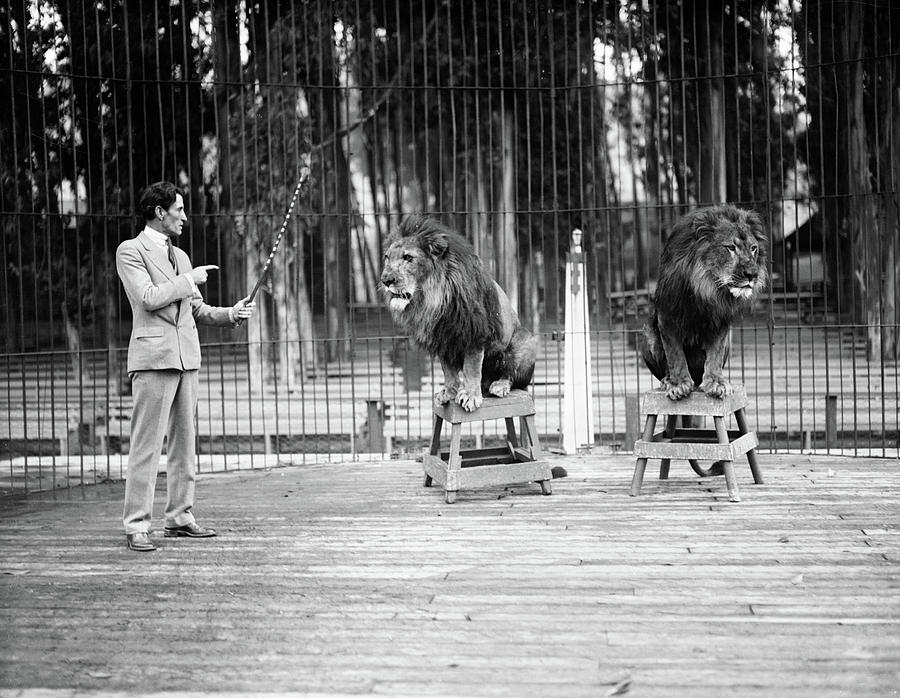 Black And White Photograph - 1920s 1930s Man Lion Tamer In Cage by Animal Images