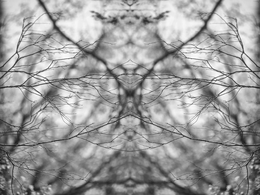 2006-01-09D2K Delicate branches 3X4 Photograph by Alan Tonnesen