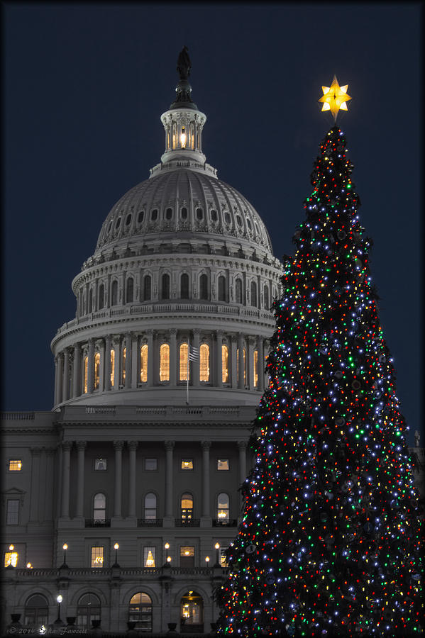 2013 Capitol Tree #1 Photograph by Erika Fawcett