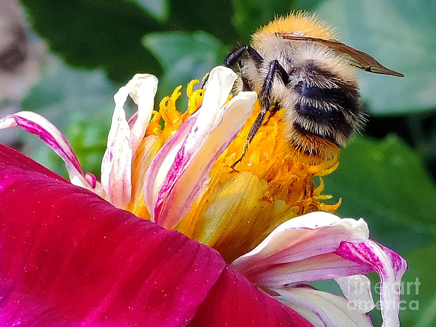Flower Photograph - 2199-bee On Dahlia #1 by Elvira Ladocki