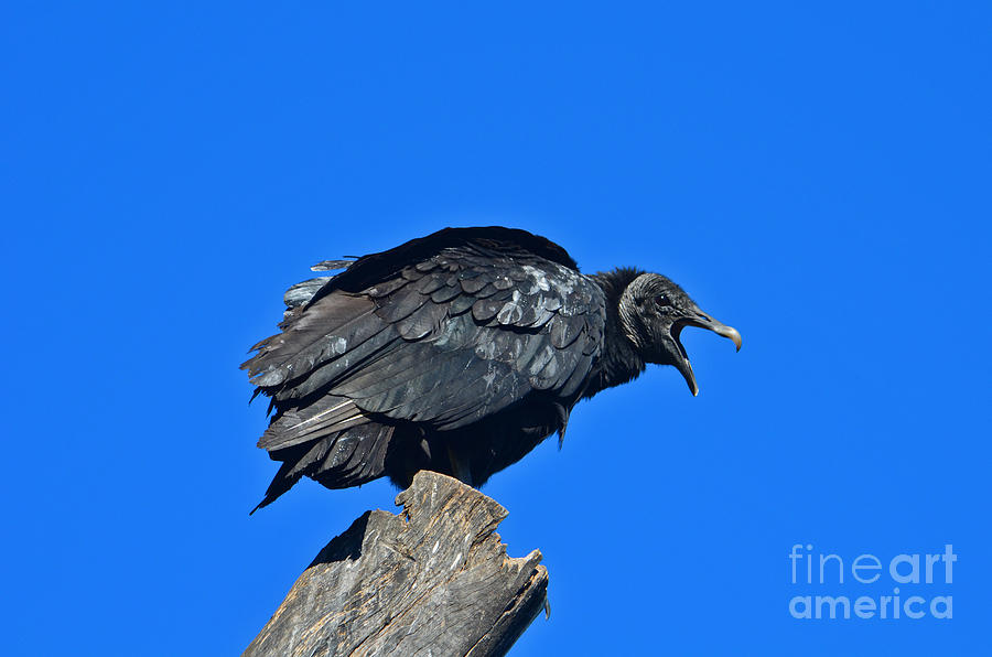 23-  Black Vulture Photograph by Joseph Keane