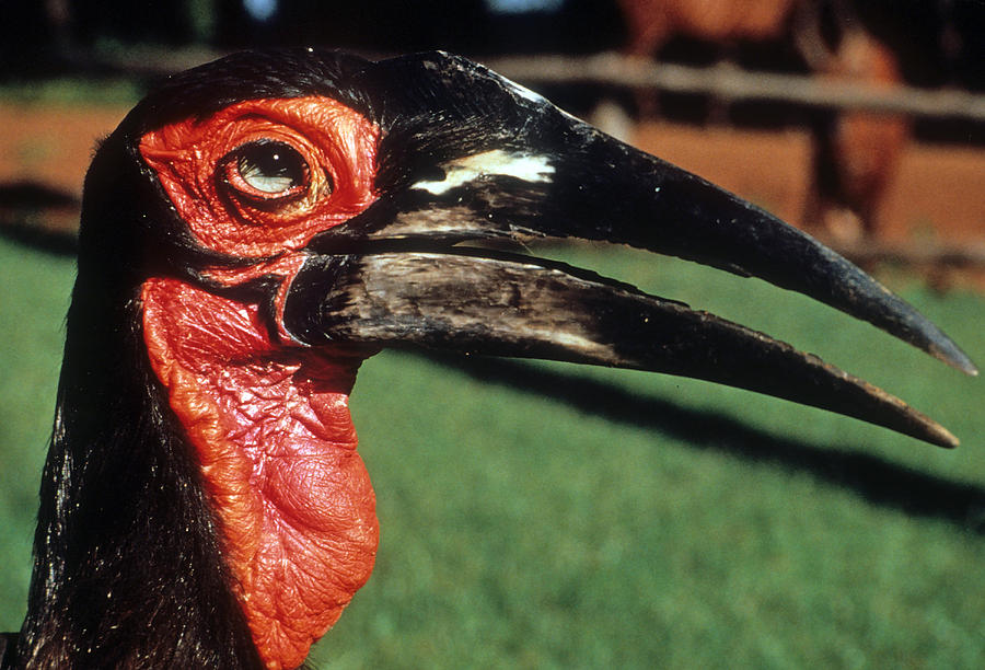 Hornbill Photograph - 2nd Ugliest Bird in the World #1 by Carl Purcell