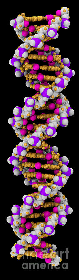3d Dna Molecule #1 Photograph by Scott Camazine