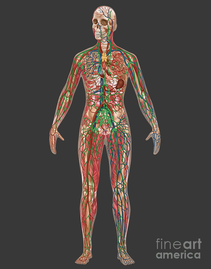 4 Body Systems In Female Anatomy #1 Photograph by Gwen Shockey