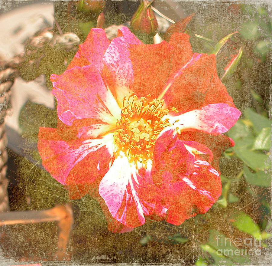 4th Of July Rose #1 Photograph by Alys Caviness-Gober