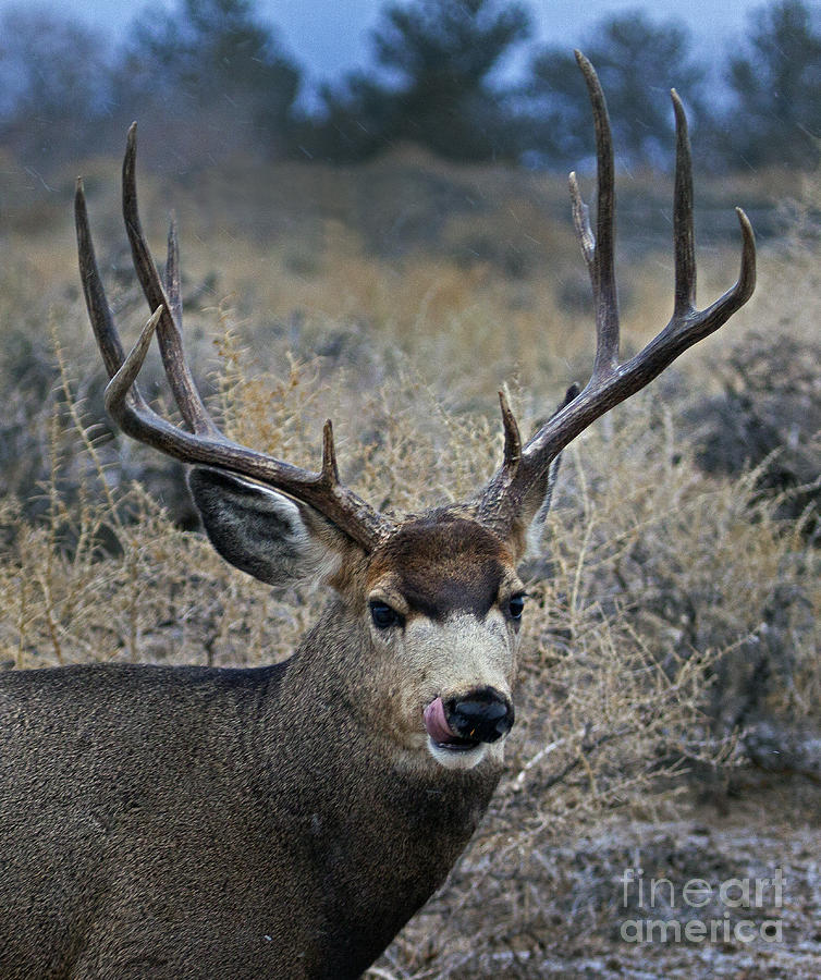 Winter Photograph - 4x4 Mule Deer Buck   #7714 #2 by J L Woody Wooden