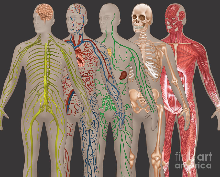 5 Body Systems In Male Anatomy #1 Photograph by Gwen Shockey