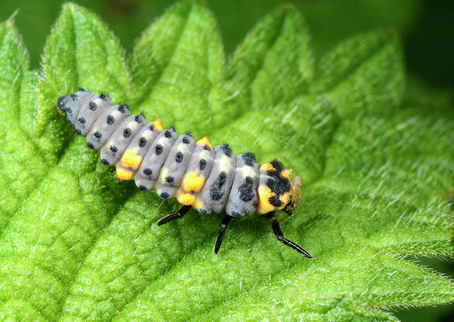 7-spot Ladybird Larva Photograph By Nigel Downer - Fine Art America