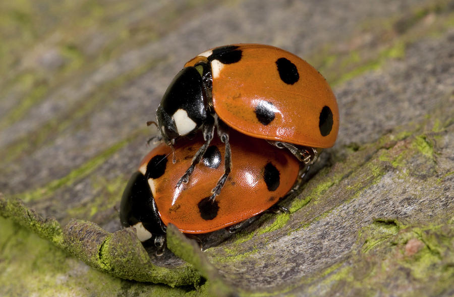 7-spot Ladybirds Photograph by Nigel Downer - Fine Art America