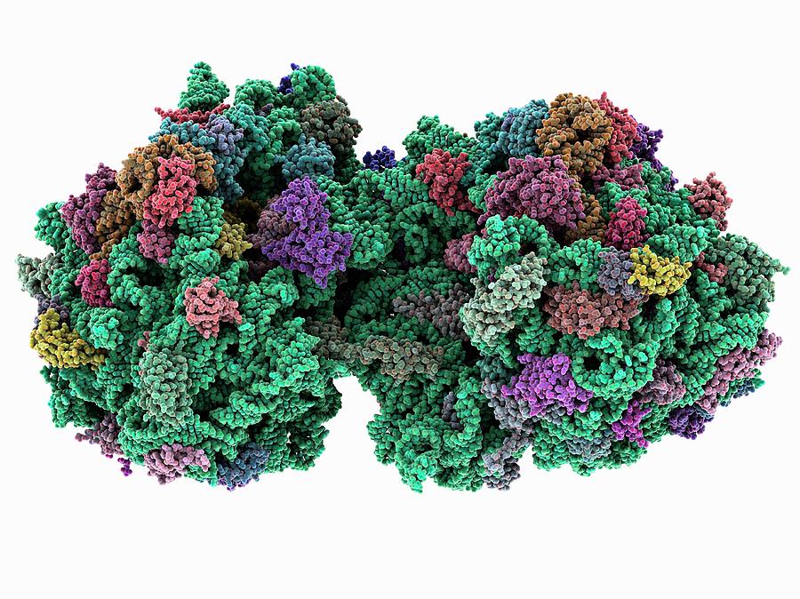Biochemical Photograph - 70s Ribosome #1 by Laguna Design