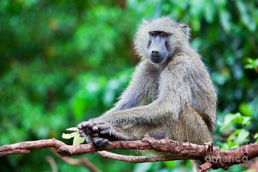 A baboon in African bush #1 Photograph by Michal Bednarek
