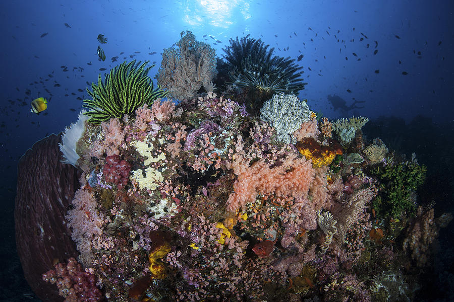 A Beautiful Coral Reef Grows In Komodo Photograph By Ethan Daniels 