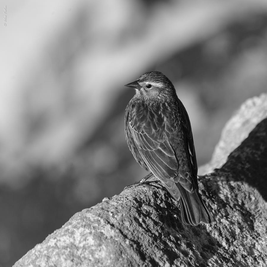 A Bird #1 Photograph by Alexander Fedin