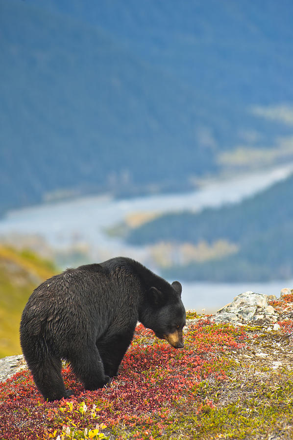Wildlife Photograph - A Black Bear Foraging For Berries On A #1 by Michael Jones