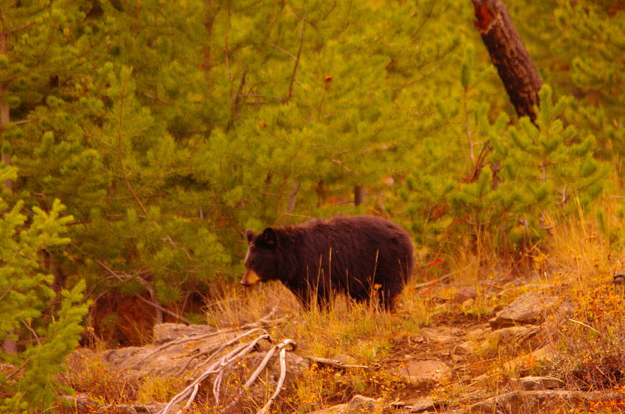 Wildlife Photograph - A black bear #2 by Jeff Swan