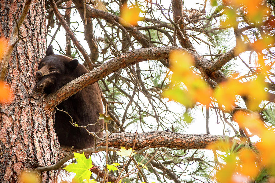 A Black Bear Takes A Nap In A Tree Photograph by Robin Carleton - Fine ...